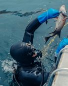 A diver in dark wetsuit with spearfishing gear emerges with a catch from the ocean.
