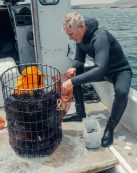 Diver in wetsuit sorting sea urchins on a fishing boat, showcasing marine harvest.